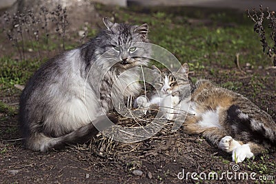 Beautiful couple of gray cats lie on the ground in early spring, mammals pets are resting. Animals background, concept Stock Photo