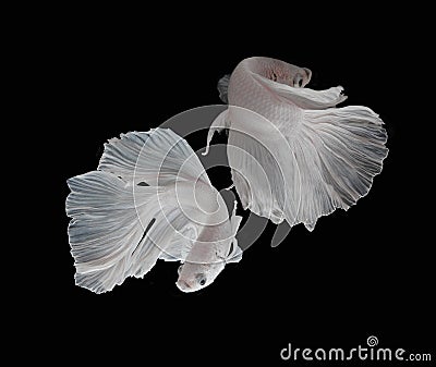 Beautiful Couple White Platt Platinum Siamese Fighting Fish .White siamese fighting fish, betta fish isolated on black background Stock Photo