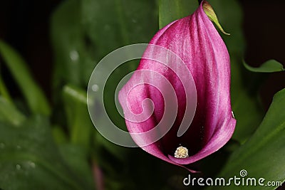 Beautiful cove purple flower amazing natural green color Stock Photo