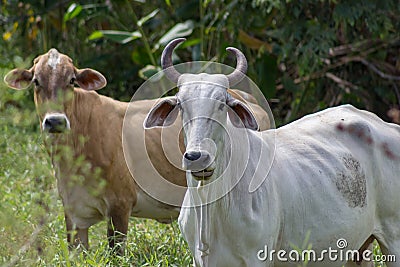 Beautiful big cow in venezuela Stock Photo