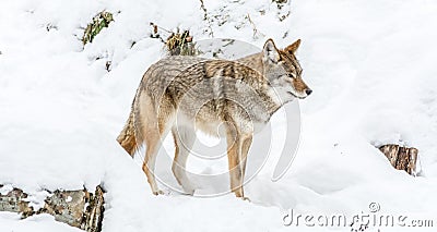 Beautiful Coyote Posing in the November Snow Stock Photo
