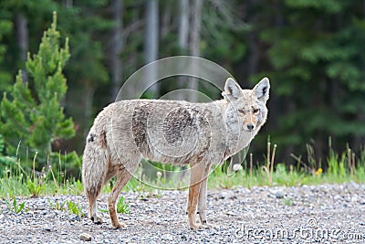 Beautiful Coyote Posing for a Picture Stock Photo