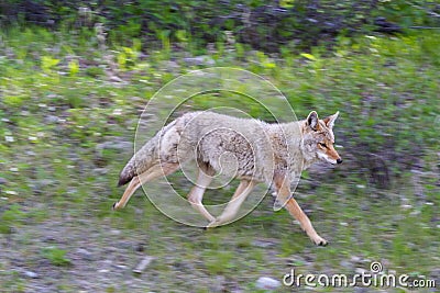 Beautiful Coyote Running By the Road side Stock Photo