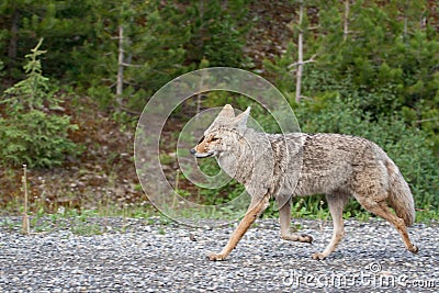 Beautiful Coyote Running By the Road side Stock Photo