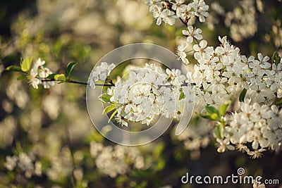 Beautiful crab cherry tree blossoms against a white nature background Stock Photo