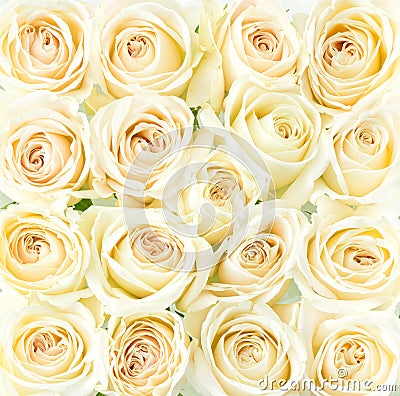 Beautiful cream roses background Stock Photo