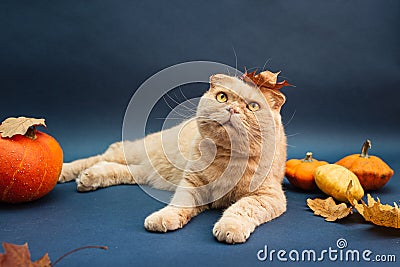 Beautiful cream scottish fold cat laying among pumpkins Stock Photo