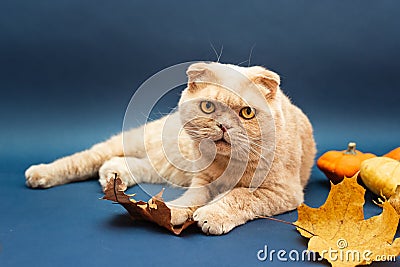 Beautiful cream scottish fold cat laying among pumpkins Stock Photo