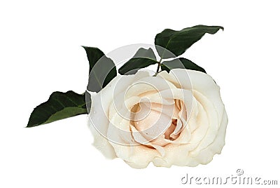 Beautiful creamy white rose Stock Photo