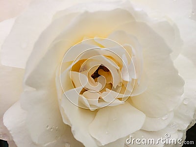 White creamy rose close-up view. Marco photo. Stock Photo