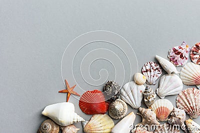 Beautiful creative nautical summer background. Sea shells of different shapes and colors on gray stone Stock Photo