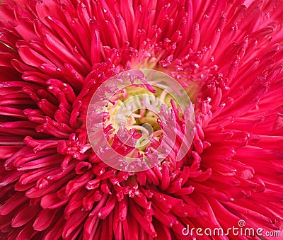 Beautiful crimson aster flower on white, closeup Stock Photo