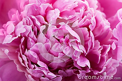 Beautiful crimson peony flower, pink background or texture Stock Photo