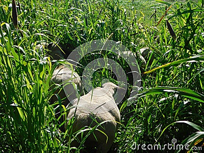 Closeup view. Herd Hampshire Sheep grazing in a very high Pearl Millet, seeded tops, Plantation field shimmering in the sun Stock Photo