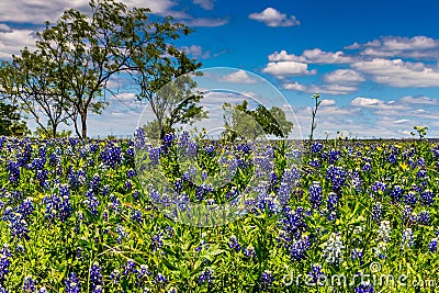 A Beautiful Crisp View of a Field Blanketed with the Famous Texas Bluebonnet (Lupinus texensis) Wildflowers. Stock Photo