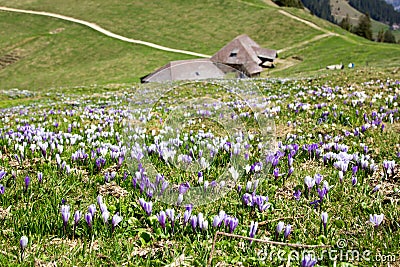 Beautiful crocus alps wild flower blooming on Alps Stock Photo