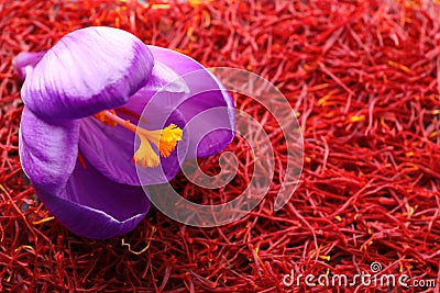 Beautiful crocus flower on dried saffron, closeup. Space for text Stock Photo