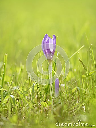 Beautiful crocus flower Stock Photo