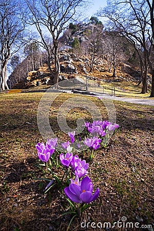 Beautiful crocus flowers blooming in the park of Alesund, Norway Stock Photo