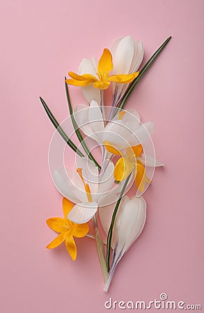 Beautiful crocus flowers on pink background, flat lay Stock Photo