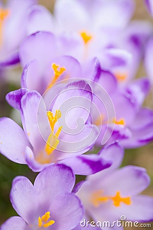 Beautiful crocus flowers in Tatry mountains Stock Photo