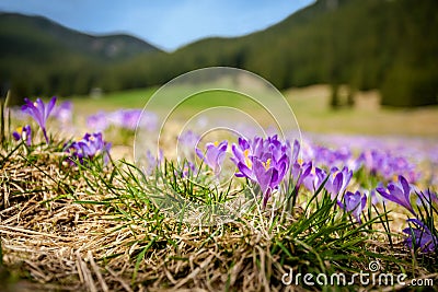 Beautiful crocus flowers in Tatry Stock Photo