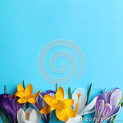 Beautiful crocus flowers on turquoise background, flat lay. Space for text Stock Photo