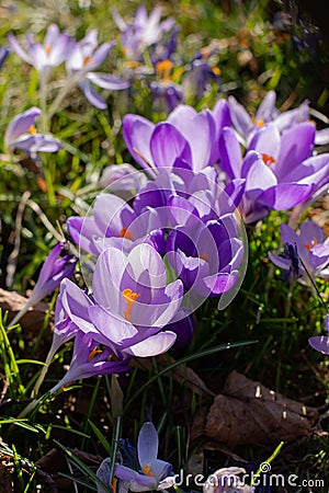 Beautiful crocuses spring first oniony. Group of blooming purple flowers. Stock Photo