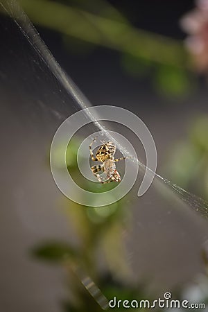 A Cross orbweaver at its Meal Stock Photo