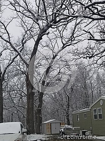 Beautiful crystal snow on trees morning Stock Photo