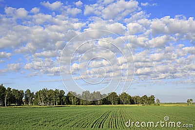 Beautiful cumulus cirrus clouds over field Stock Photo