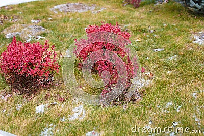 Beautiful curb appeal of a classic holiday home in Siberia with a beautiful front yard landscaping. Image of landscaping. Stock Photo