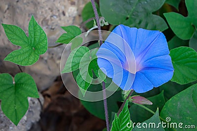 Beautiful curly blue flower. Ornamental plant for the garden. Stock Photo