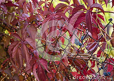 Beautiful curly purple flower. Autumn. Red leaves. Grapes Green vine on a fence in the garden. Ornamental plant for the garden. Stock Photo