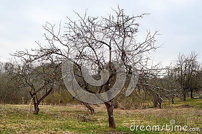 Beautiful curved Slavic trees with branches without leaves on the field in spring Stock Photo