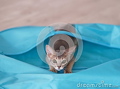 Beautiful Pet. Cute Abyssinian kitty blue color funny playing stells in home. Minimalism. Close up. Stock Photo