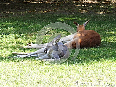 Beautiful Cute Adorable Lovely Sweet Charming Kangaroos Resting During Hot Sunny Day Stock Photo