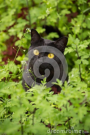 Beautiful cute black cat portrait with yellow eyes and attentive look in green grass and flowers in nature Stock Photo