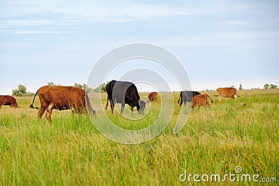 Beautiful cute cows grazing Stock Photo