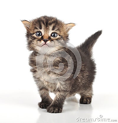 Beautiful cute 20 days old kitten Stock Photo