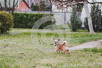 Beautiful cute dog chihuahua stands on the lawn Stock Photo