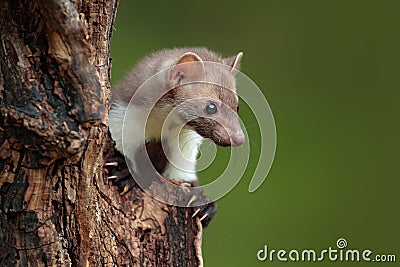 Beautiful cute forest animal. Beech marten, Martes foina, with clear green background. Stone marten, detail portrait. Small Stock Photo