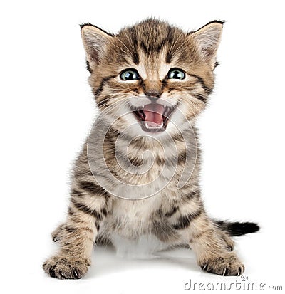 Beautiful cute little kitten meowing and smiling Stock Photo