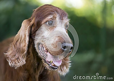 Beautiful cute old dog smiling Stock Photo