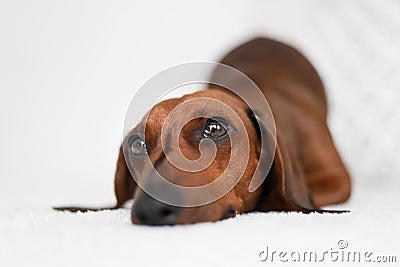 Beautiful cute shot of a Dachshund puppy Stock Photo