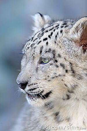 Beautiful cute snow leopard baby Stock Photo