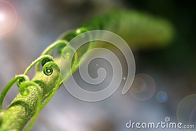 Beautiful Cycad green leaves. Stock Photo