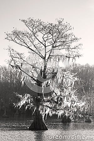 Beautiful cypress trees on Caddo Lake, Texas Stock Photo