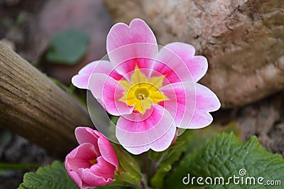 Very nice detail of pink flower Stock Photo
