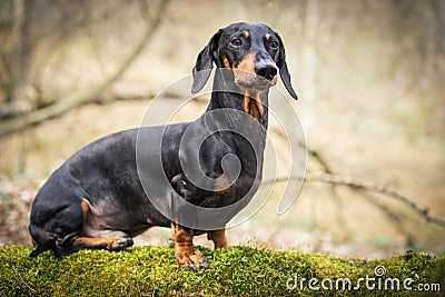 Beautiful dachshund, black and tan, in the forest in spring. Dog standing on the stump with moss Stock Photo